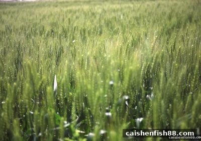 财神捕鱼平台首存优惠深度解析：避开规则陷阱，玩转福利秘籍