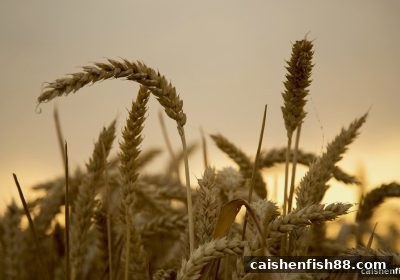 财神捕鱼“不计输赢”补偿政策全解析：核心机制、计算方式与高效使用指南